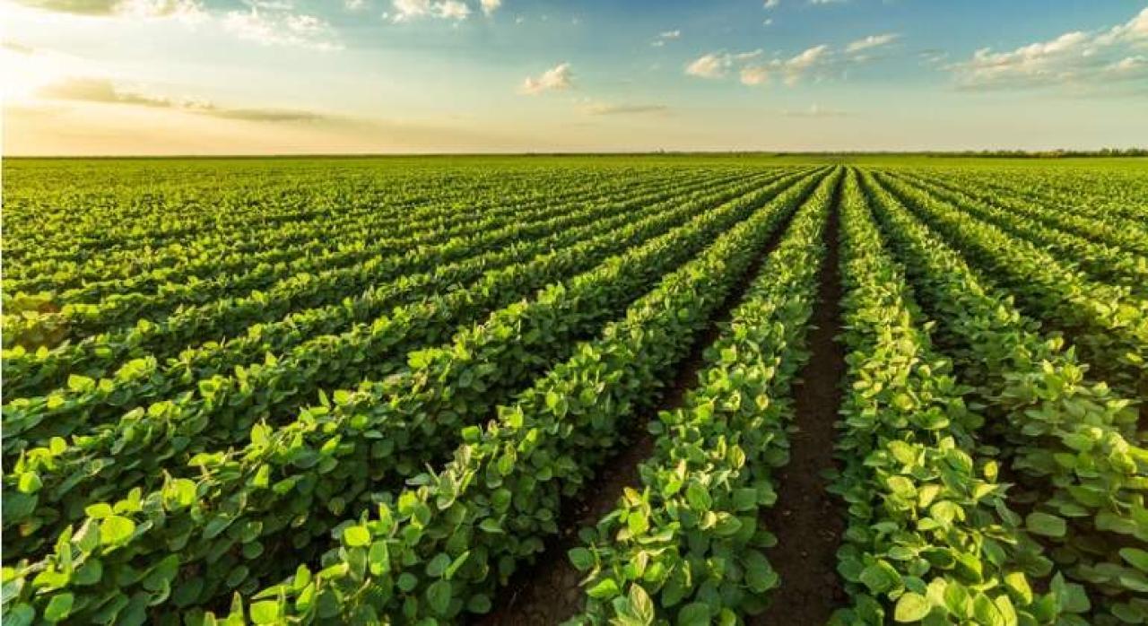 El agro representa el 60% de las exportaciones de bienes de Argentina y alcanzó el tercer total más alto de la historia en 2025